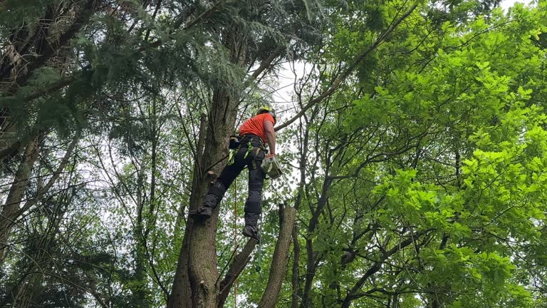 Best Arborist Consultation Services  in Bloomfield Hills, MI